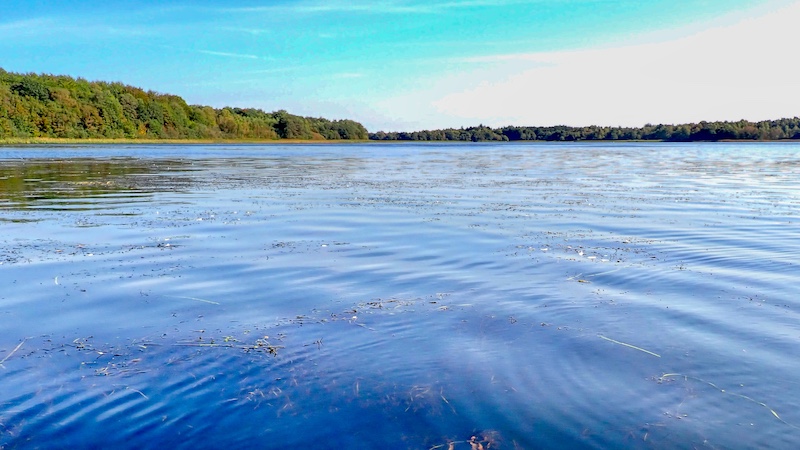 Grøden står højt 240918 tange weed