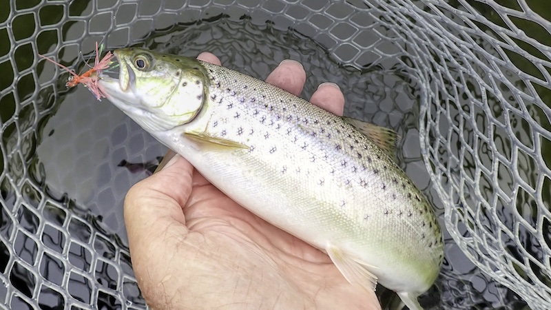 240920 randersfjord trout