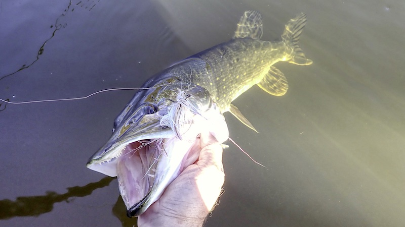 241006 gudenaaen randers gedde