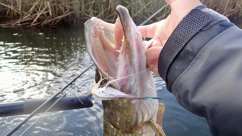 241013 gudenaa gedde hand