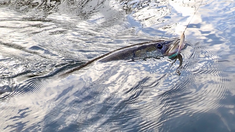 241013 gudenaa gedde on fly