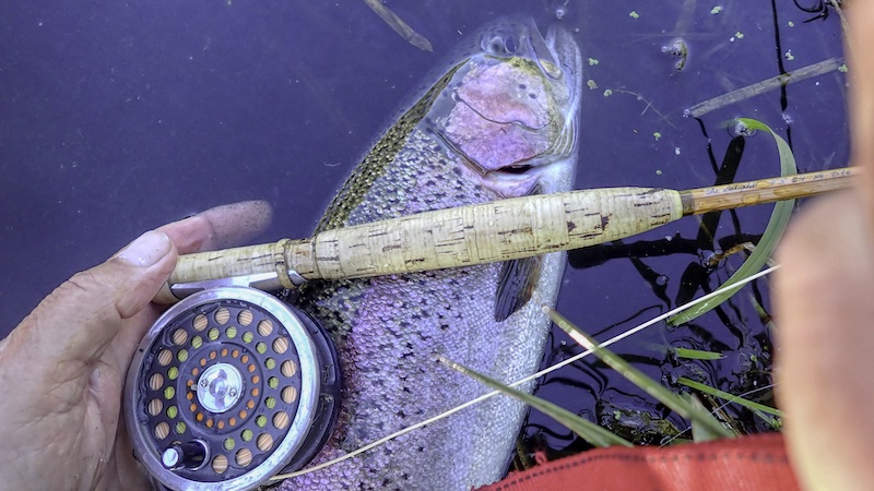 241015 milldam rainbow trout