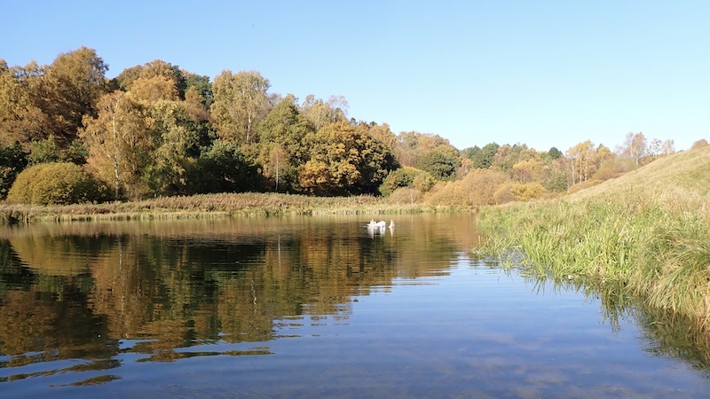241015 milldam swans