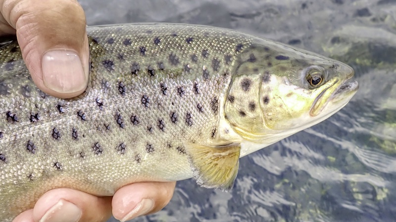 241017 mariager trout