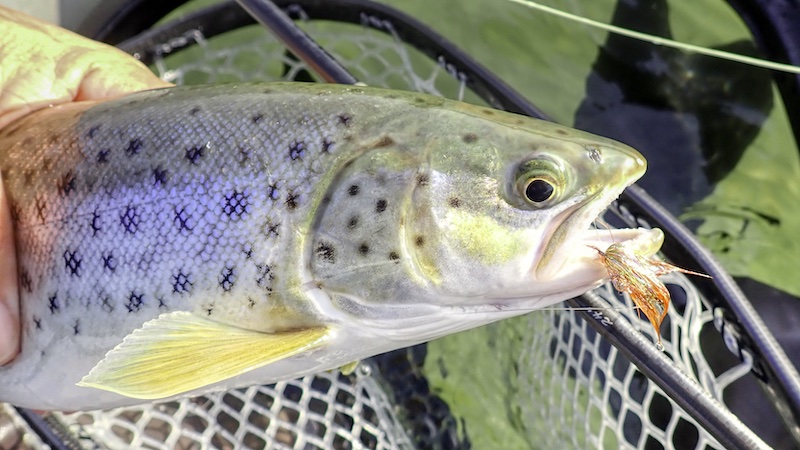 Havørred 241024 fjellerup trout fly