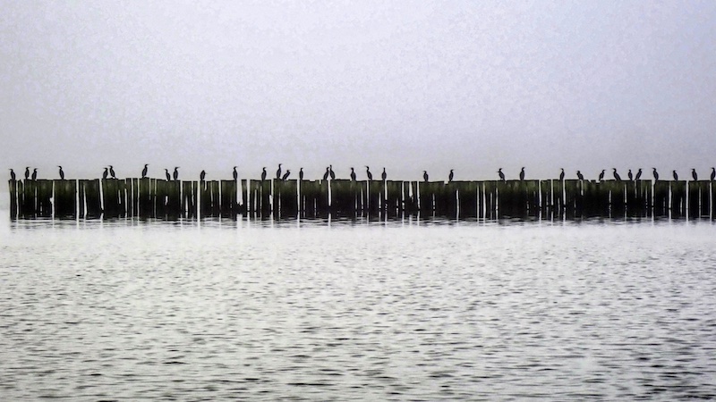 241113 bredningen skarv