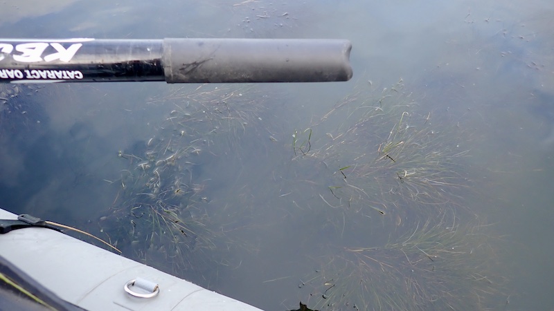 Grøde i Bredningen 241113 bredningen weed