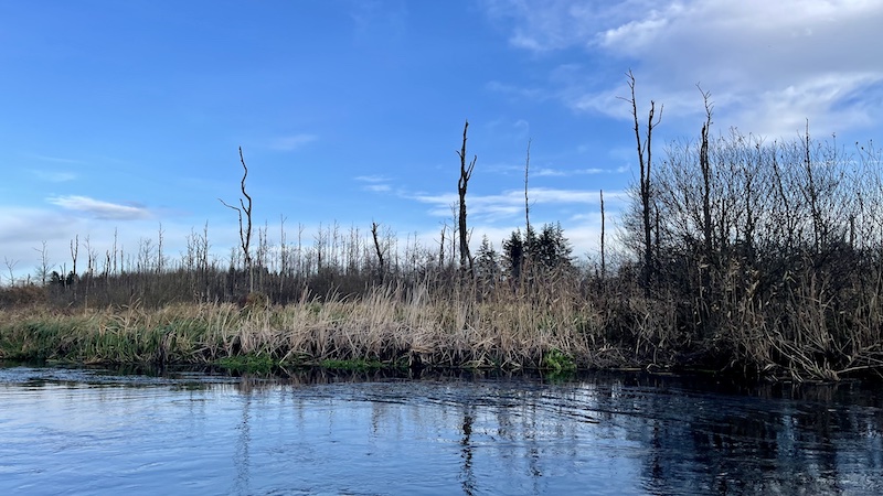 241117 kgs bro ans trees