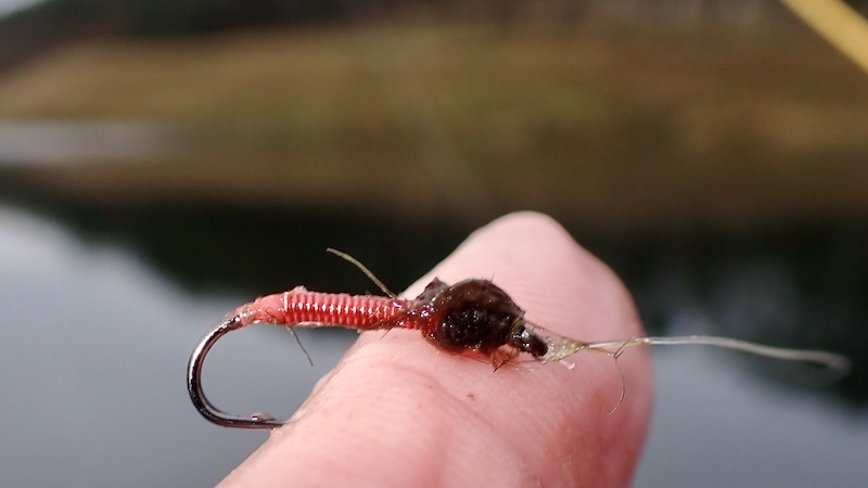 241226 milldam kobber nymph