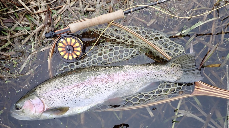 241226 milldam rainbow trout