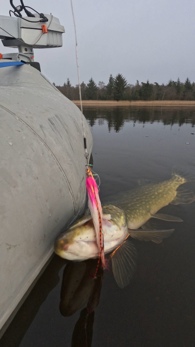 250115 tange gedde flue