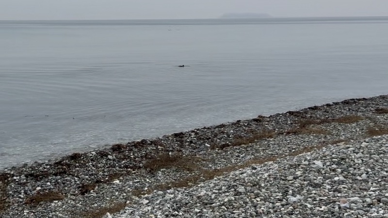 Marsvin 250118 kobberhagen marsvin