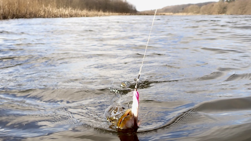 Gedde på flue 250205 gudenaa gedde flue