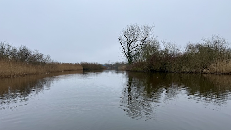 Gudenåen ved Randers 250228 gudenaa skarv trae