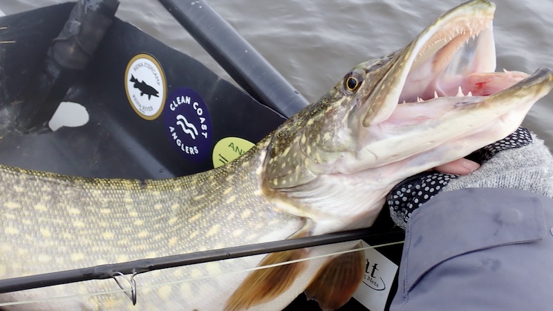 250305 gudenaa stevnstrup gedde