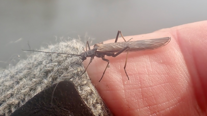 250305 gudenaa stevnstrup stonefly