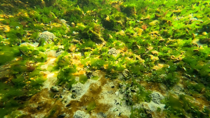 Børsteormene er ved at vågne op til foråret 250307 mariager stinesminde ormebund