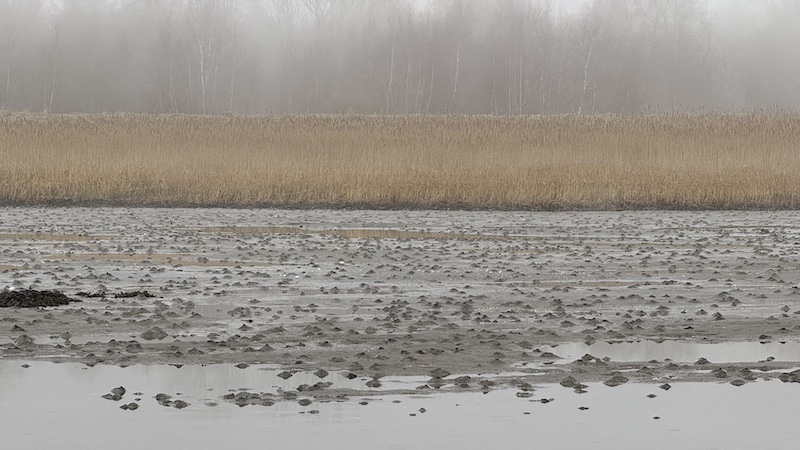 250309 randers fjord orm