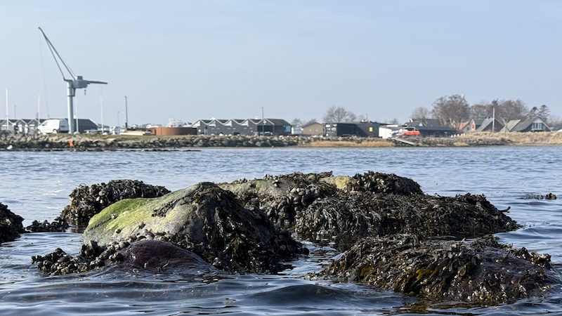 250309 randers fjord stenrev overvand