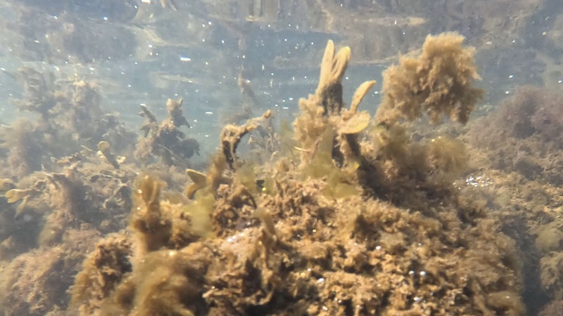 250309 randers fjord stenrev undervand