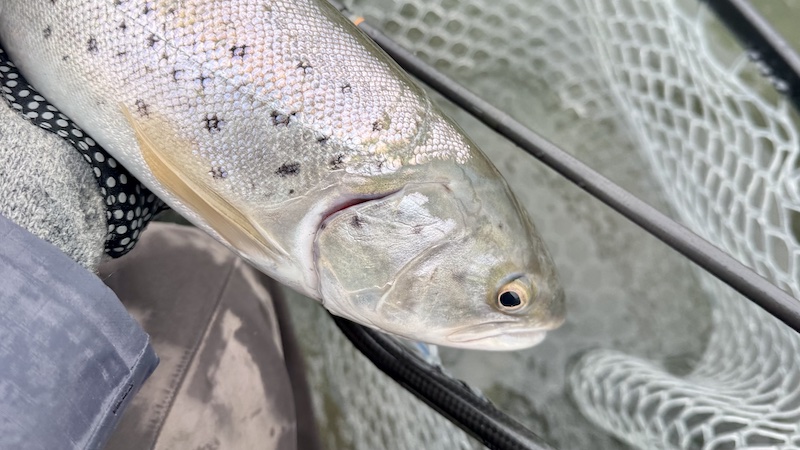 250311 Mariager Hobro trout