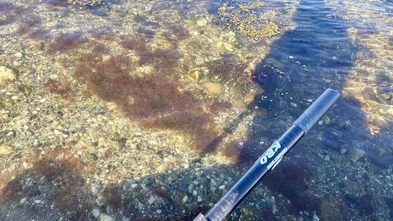 Brunalger / Fedtemøg 250320 fjellerup brun alger