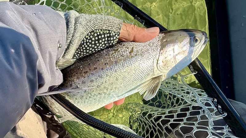 Havørred 250320 fjellerup trout