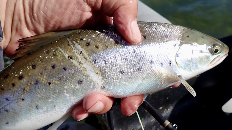 250326 udbyhoj trout garnskade