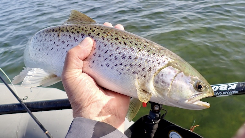 250326 udbyhoj trout