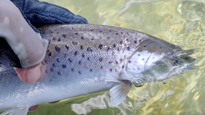 250331 randers fjord trout