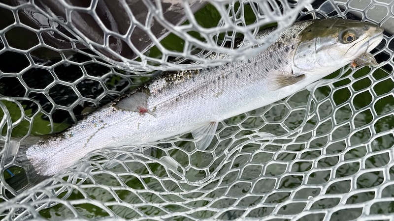 250408 ystad skarvskadet