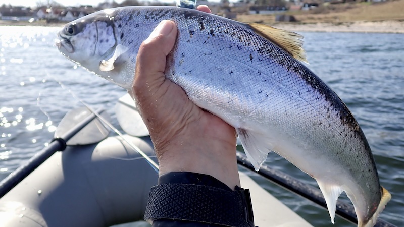 250409 vig blank trout