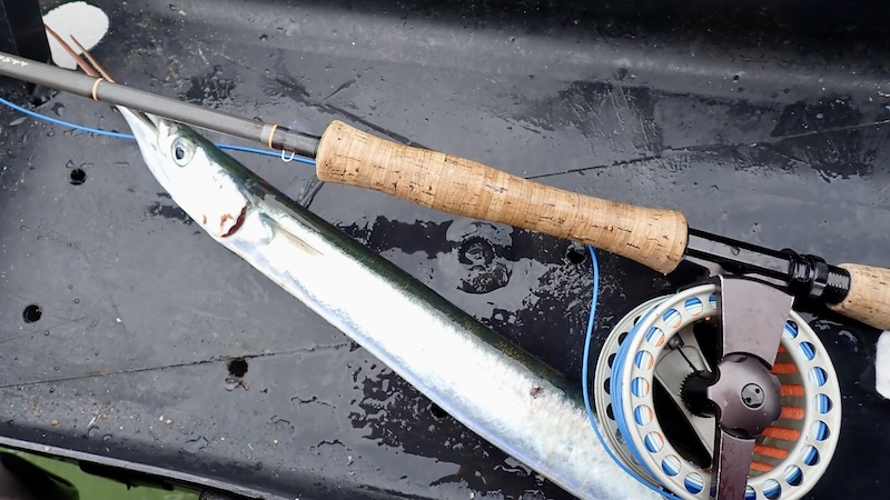 250415 fjellerup hornfisk