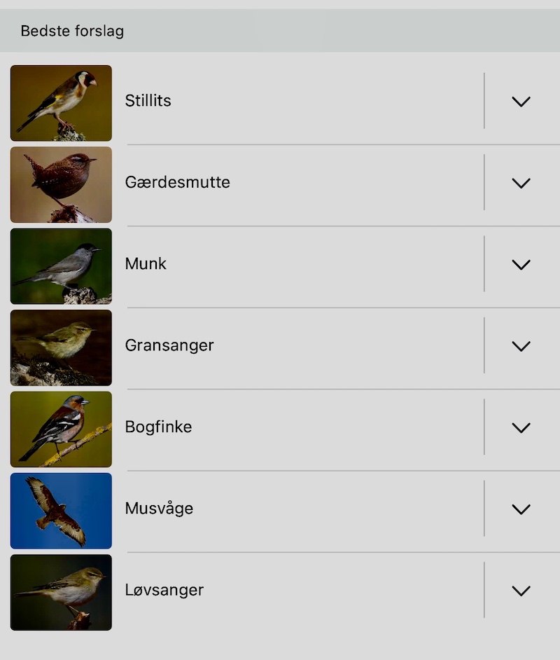 250426 mill birds