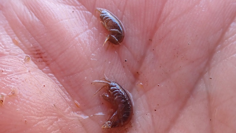 250426 mill gammarus