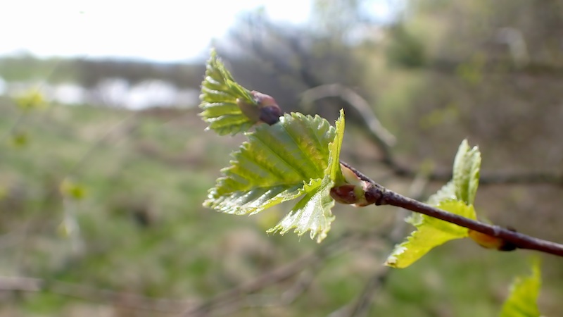 250426 mill leafs