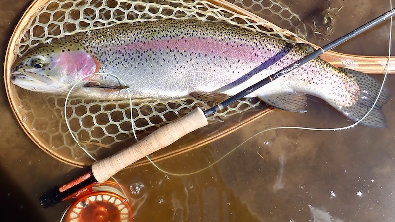 250426 mill rainbow