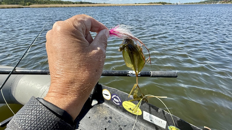 250518 bredningen weed