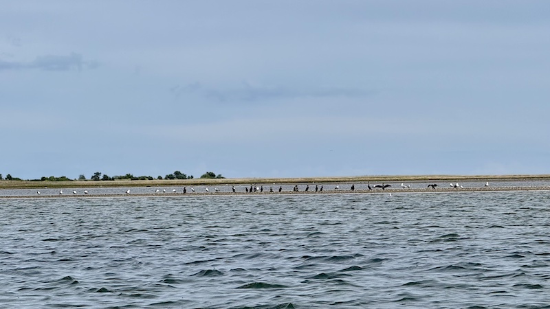 Skarv i vadehavsområdet i den ydre del af Randers Fjord 250607 udbyhoj skarv