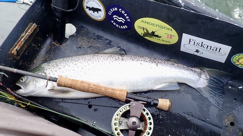 250607 udbyhoj trout