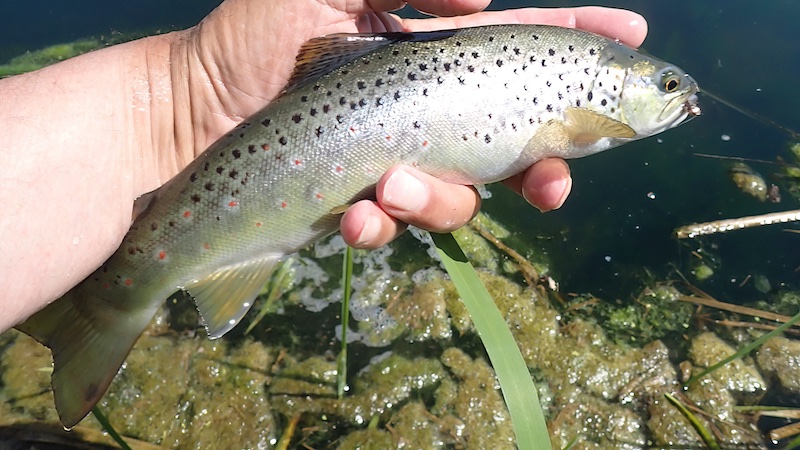 Bækørred 250620 lake brown trout