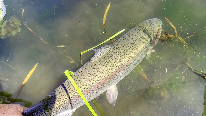 Genudsætning af regnbueørred 250620 lake rainbow