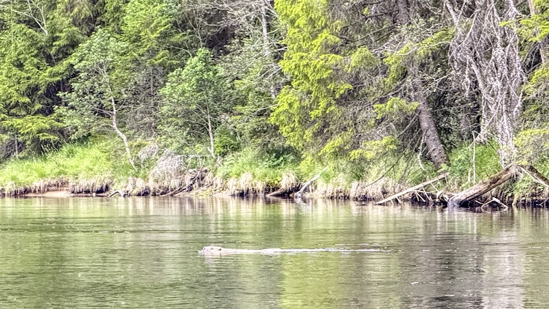 Bæver 250701 rena beaver