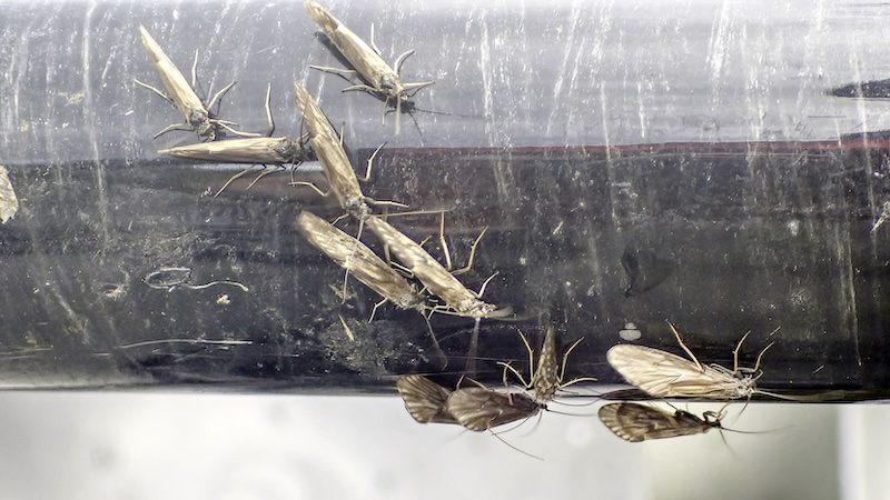 Vårfluer 250701 rena sedges