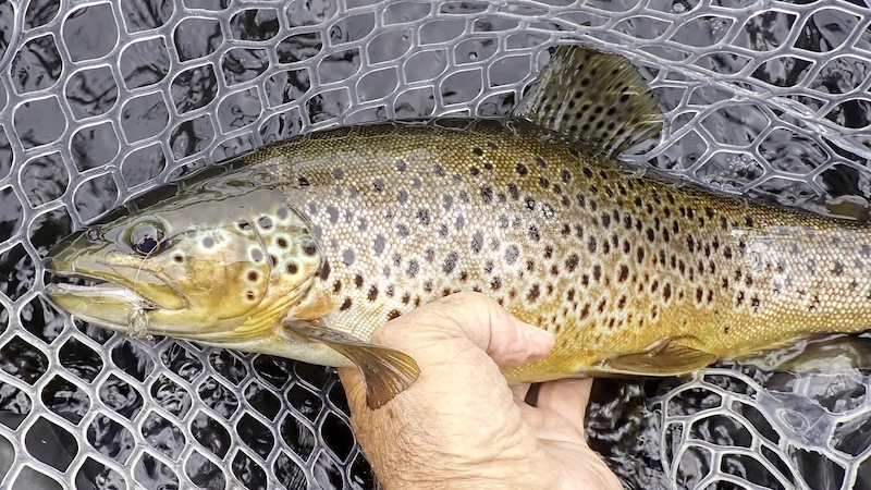 250702 rena trout net