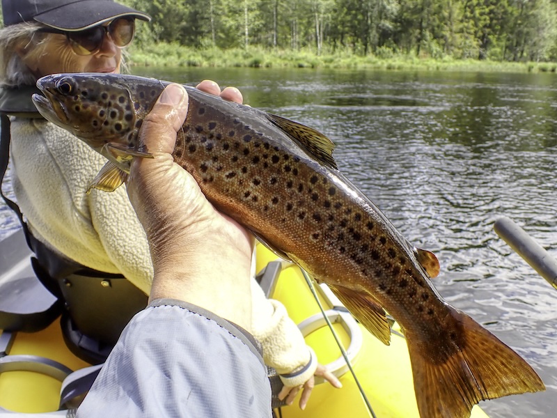 250704 rena dorte trout