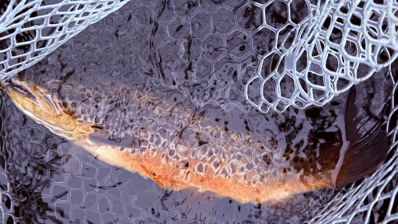 250707 rena trout net