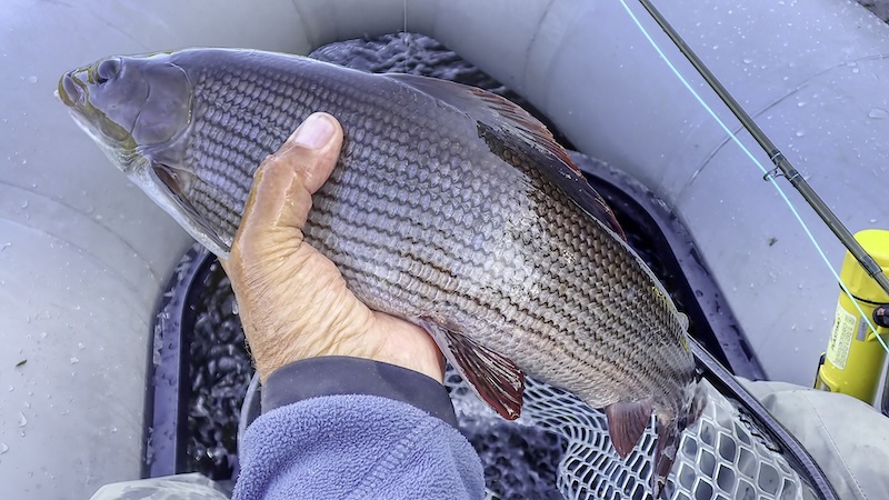Stalling / harr / grayling fra Rena 250710 rena gryling hand