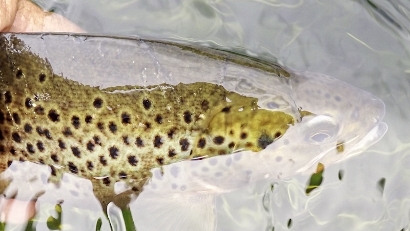 250713 rena trout