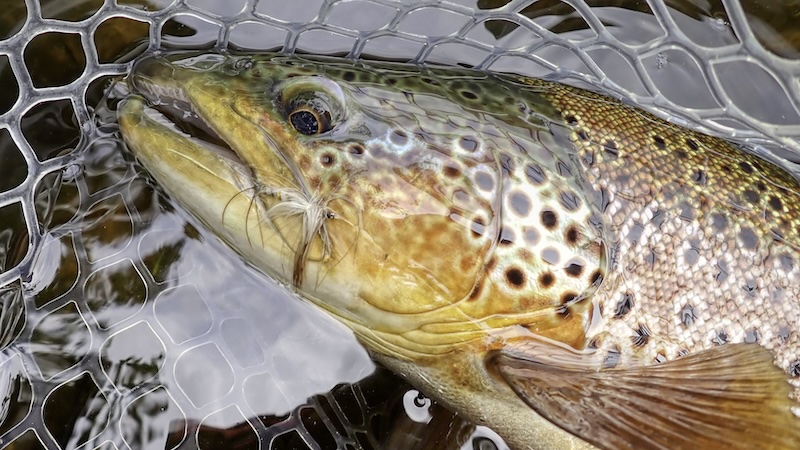 250714 rena trout danica